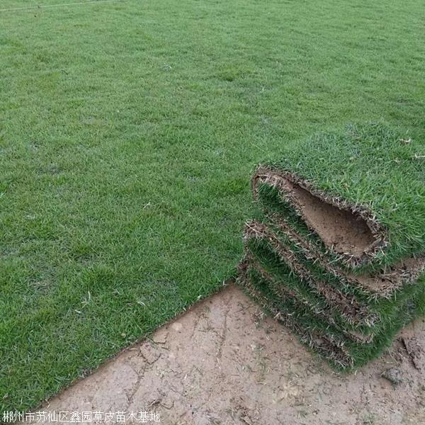 福建蘭引三號草皮基地約3.10元